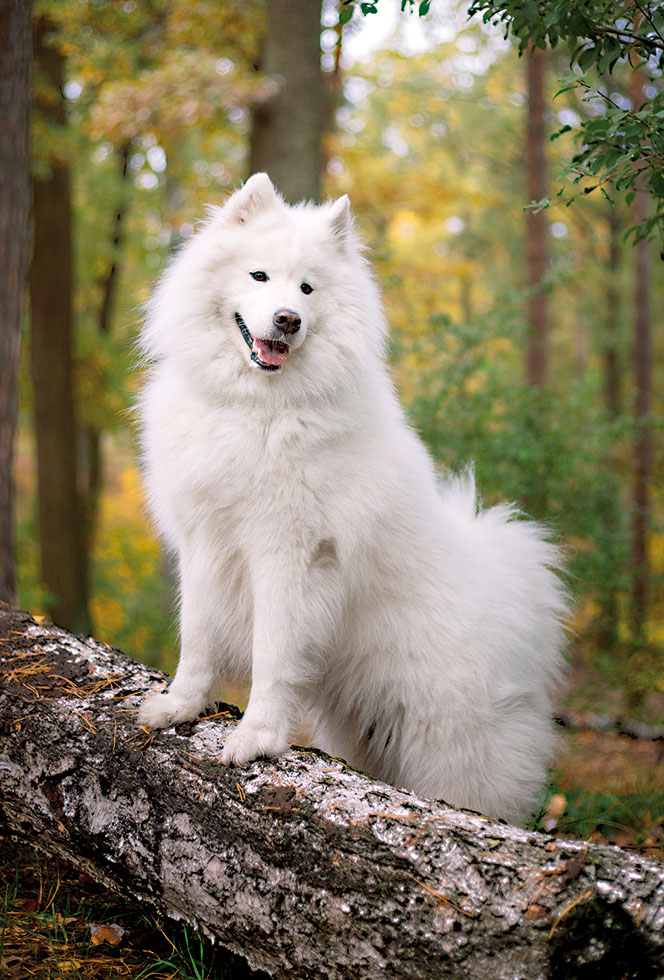 CHIEN NEW