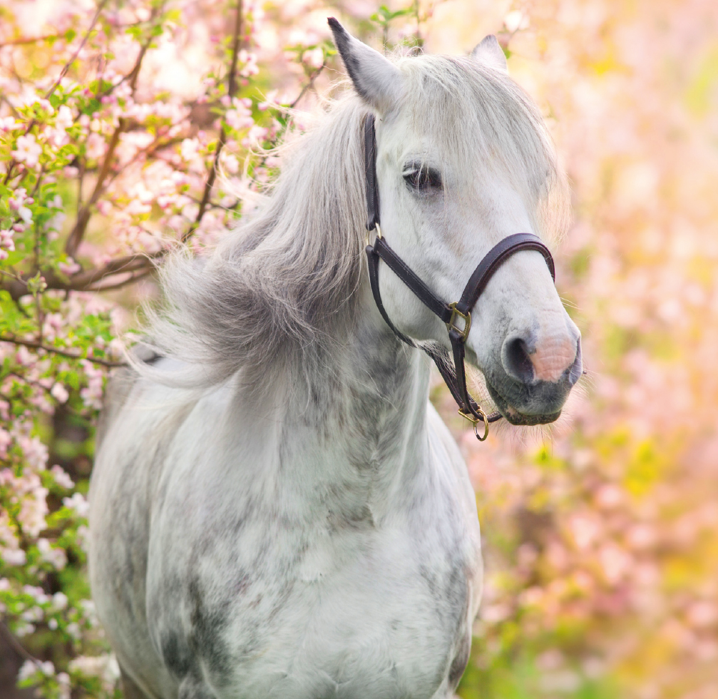 CHEVAL BLANC