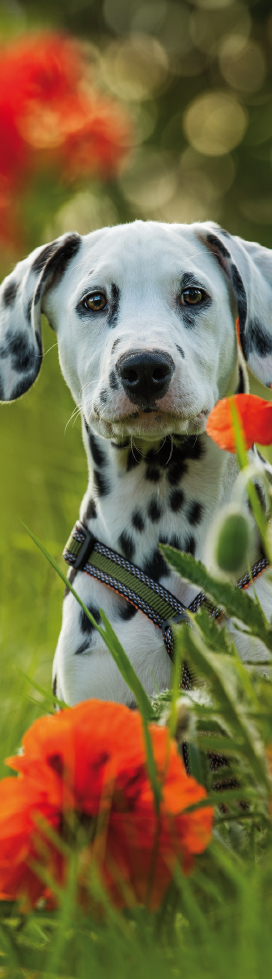 MARQUE PAGE DALMATIEN..NEW