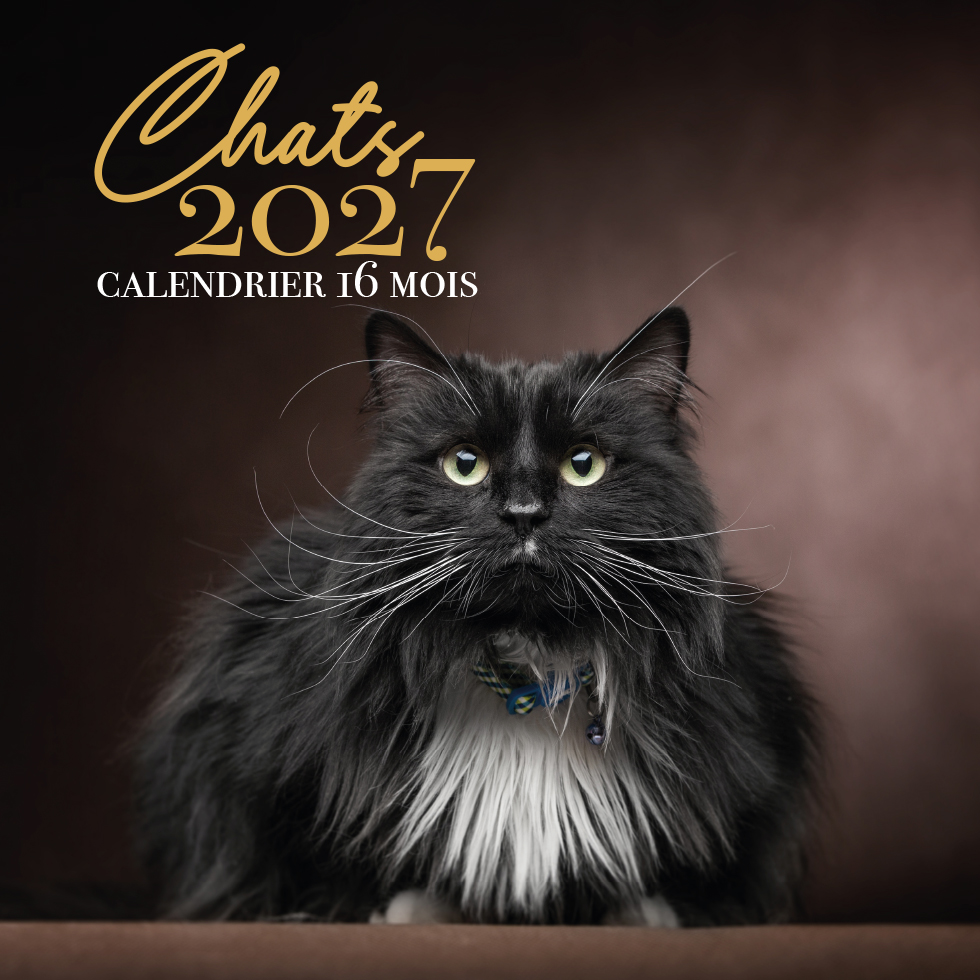 CALENDRIER POCHETTE CHAT 28 X 28.5 CM