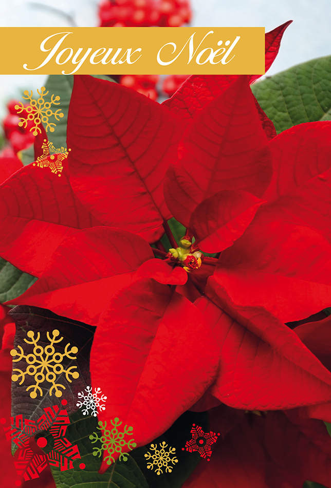 CI JOYEUX NOEL  ROSE DE NOËL
