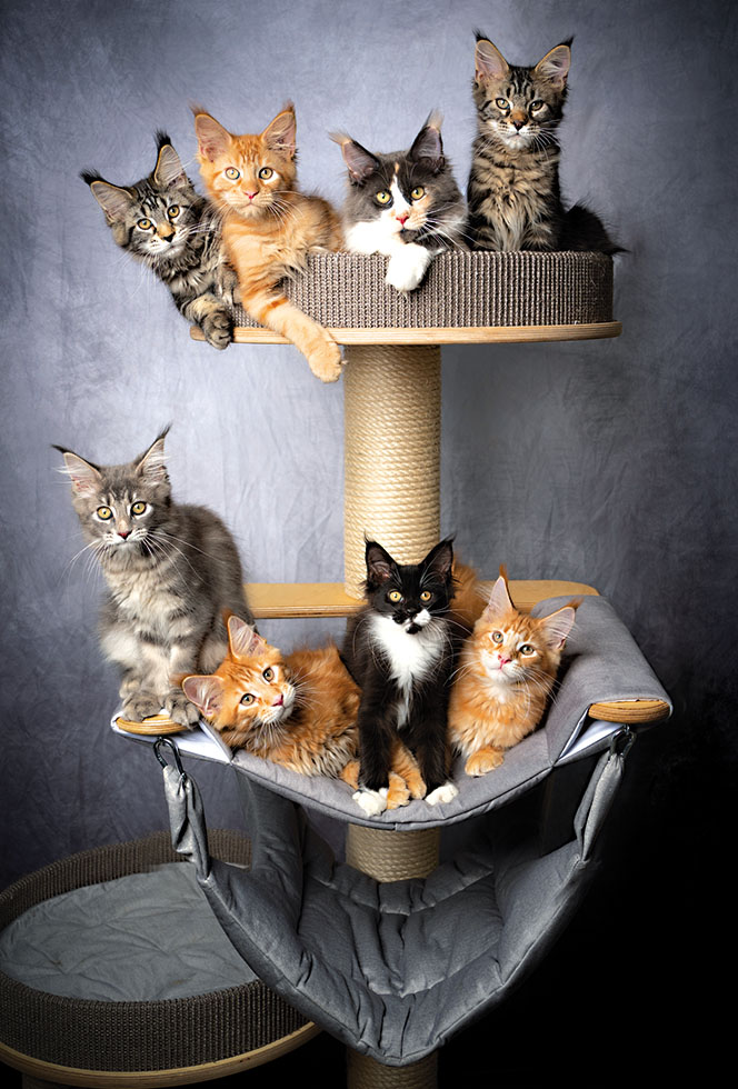CHATONS  NEW