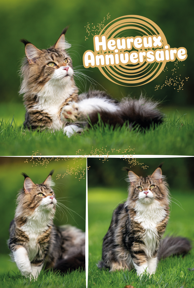 ANNIV  CHAT dorure