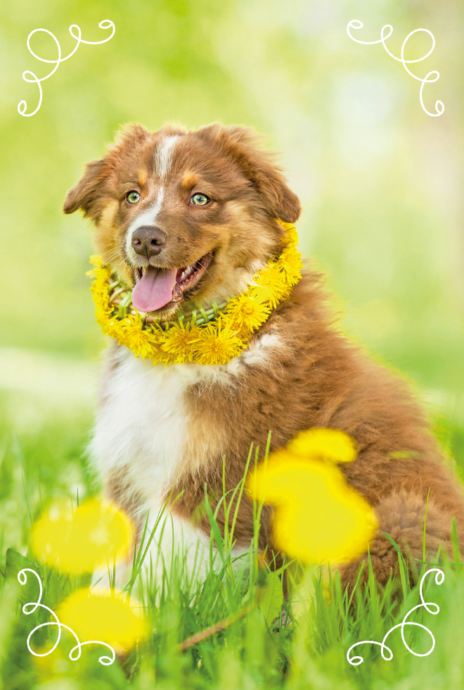 CHIEN COLLIER DE FLEURS