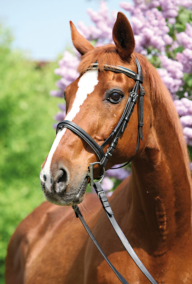 CHEVAL NEW