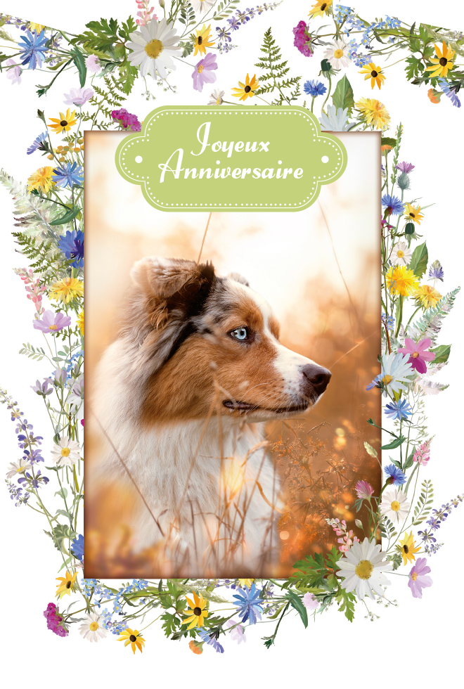 ANNIV  Chien dorure