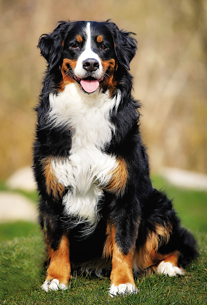 CHIEN NEW